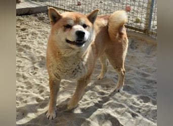 Karcsi der Eigenständige