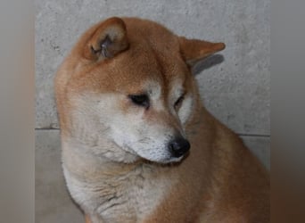 Karcsi der Eigenständige