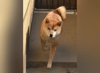 Karcsi der Eigenständige