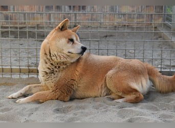 Karcsi der Eigenständige