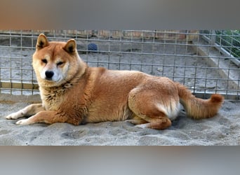 Karcsi der Eigenständige