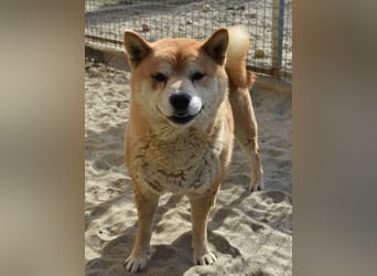 Karcsi der Eigenständige