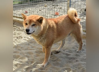 Karcsi der Eigenständige