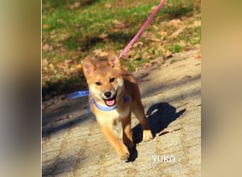 Wunderschöne Shiba-Inu-Welpen mit rotem Fell