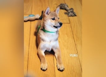 Wunderschöne Shiba-Inu-Welpen mit rotem Fell