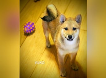 Wunderschöne Shiba-Inu-Welpen mit rotem Fell