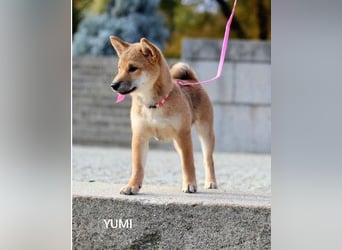 Wunderschöne Shiba-Inu-Welpen mit rotem Fell