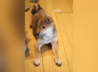 Wunderschöne Shiba-Inu-Welpen mit rotem Fell