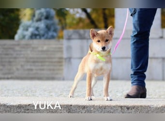 Wunderschöne Shiba-Inu-Welpen mit rotem Fell