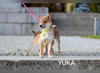 Wunderschöne Shiba-Inu-Welpen mit rotem Fell