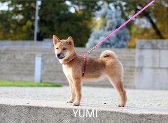 Wunderschöne Shiba-Inu-Welpen mit rotem Fell