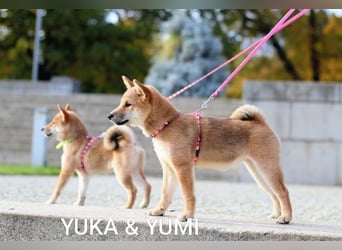 Wunderschöne Shiba-Inu-Welpen mit rotem Fell