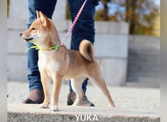 Wunderschöne Shiba-Inu-Welpen mit rotem Fell