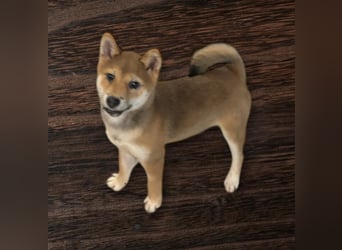 Roka -BR, junge Shiba Hündin sucht nach der perfekten Familie