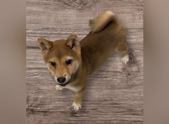 Roka -BR, junge Shiba Hündin sucht nach der perfekten Familie