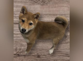 Roka -BR, junge Shiba Hündin sucht nach der perfekten Familie