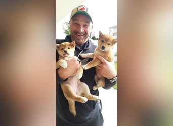 3 Reinrassige Shiba Inu Welpen (mit Ahnentafel)-Warteliste vorhanden 