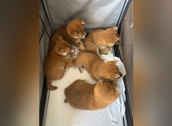 3 Reinrassige Shiba Inu Welpen (mit Ahnentafel)-Warteliste vorhanden 