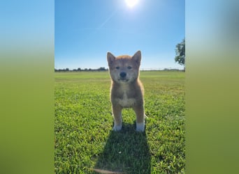 3 Reinrassige Shiba Inu Welpen (mit Ahnentafel)-Warteliste vorhanden 