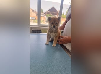 3 Reinrassige Shiba Inu Welpen (mit Ahnentafel)-Warteliste vorhanden 