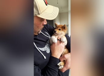 3 Reinrassige Shiba Inu Welpen (mit Ahnentafel)-Warteliste vorhanden 