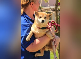 Arista PP – Shiba-Hündin sucht verständnisvolle Menschen