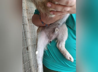 Palinka PP – junger Shiba-Rüde sucht Menschen mit Geduld