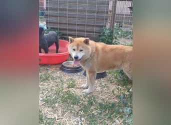 Fürge PP – sanfter Shiba-Rüde sucht ruhiges Zuhause