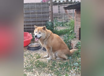 Fürge PP – sanfter Shiba-Rüde sucht ruhiges Zuhause