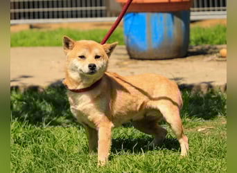 Arista PP – Shiba-Hündin sucht verständnisvolle Menschen