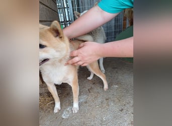 Bibi-Biszu PP – zarte Shiba-Hündin sucht liebevolles Zuhause