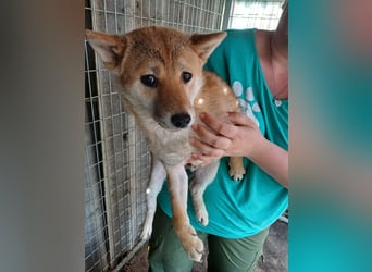 Palinka PP – junger Shiba-Rüde sucht Menschen mit Geduld