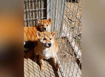 Palinka PP – junger Shiba-Rüde sucht Menschen mit Geduld