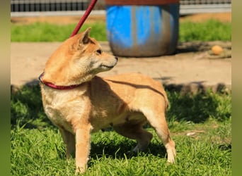 Arista PP – Shiba-Hündin sucht verständnisvolle Menschen