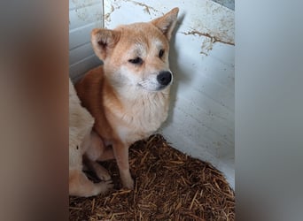 Arista PP – Shiba-Hündin sucht verständnisvolle Menschen