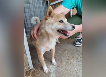 Bibi-Biszu PP – zarte Shiba-Hündin sucht liebevolles Zuhause