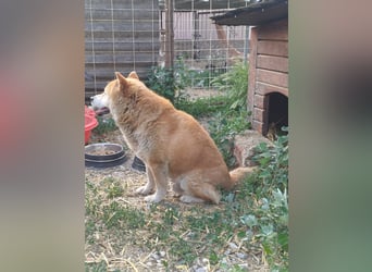 Fürge PP – sanfter Shiba-Rüde sucht ruhiges Zuhause