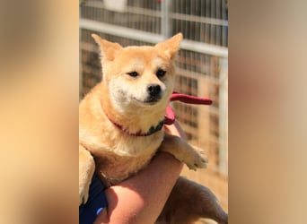 Arista PP – Shiba-Hündin sucht verständnisvolle Menschen