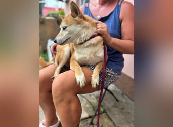 Eragon PP – Zurückhaltender Shiba Inu sucht geduldige Menschen