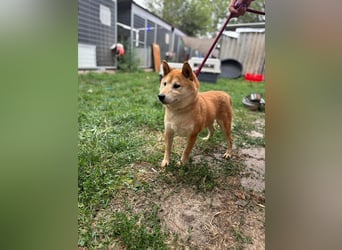 Eragon PP – Zurückhaltender Shiba Inu sucht geduldige Menschen