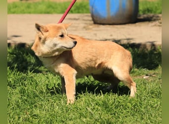 Arista PP – Shiba-Hündin sucht verständnisvolle Menschen