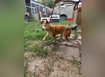 Eragon PP – Zurückhaltender Shiba Inu sucht geduldige Menschen