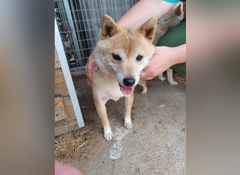 Bibi-Biszu PP – zarte Shiba-Hündin sucht liebevolles Zuhause