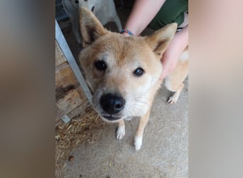 Bibi-Biszu PP – zarte Shiba-Hündin sucht liebevolles Zuhause
