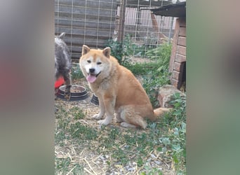 Fürge PP – sanfter Shiba-Rüde sucht ruhiges Zuhause