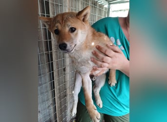 Palinka PP – junger Shiba-Rüde sucht Menschen mit Geduld