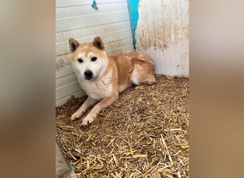 Kenji PP – Shiba-Rüde sucht verständnisvolle Menschen