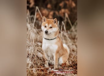 Fiete - ein Sturkopf