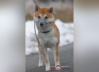 Fiete - ein Sturkopf