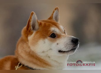 Fiete - ein Sturkopf